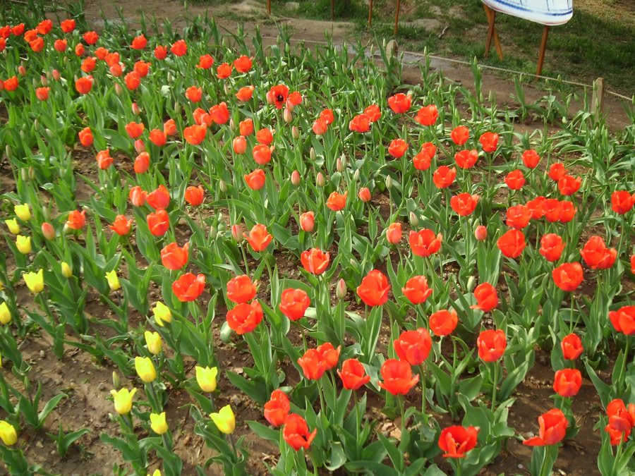 SANY0266.JPG