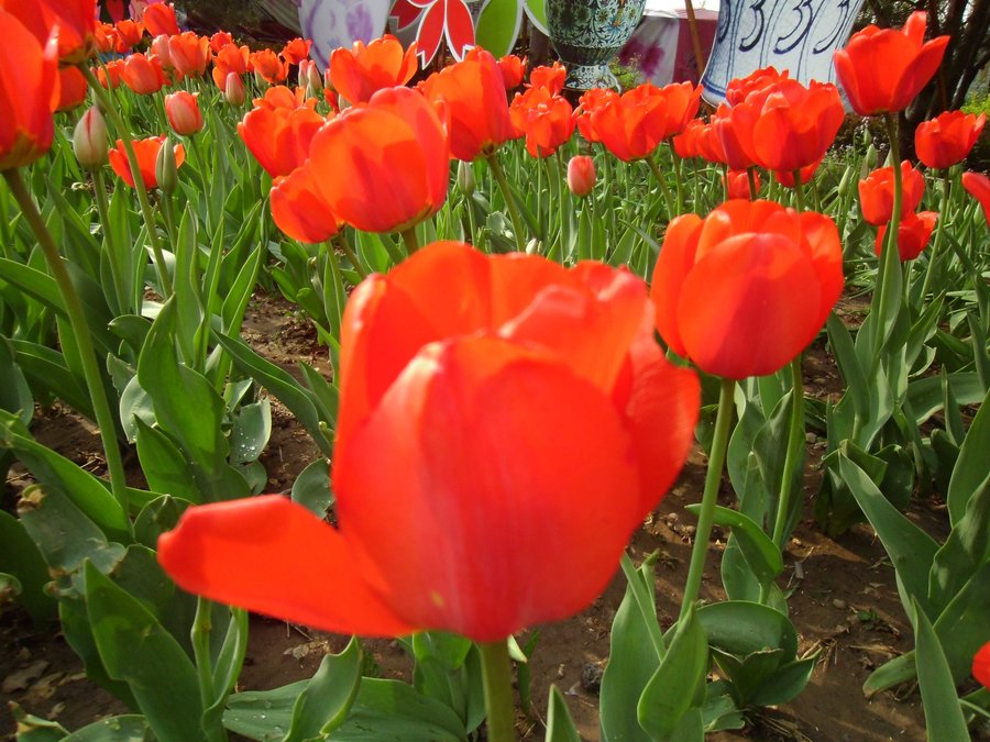 SANY0268.JPG