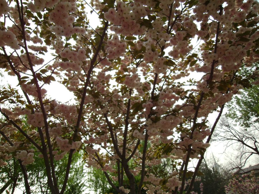 SANY0272.JPG