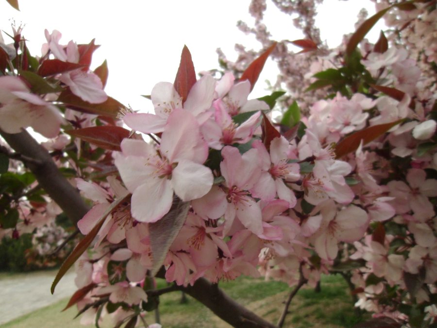 SANY0292.JPG