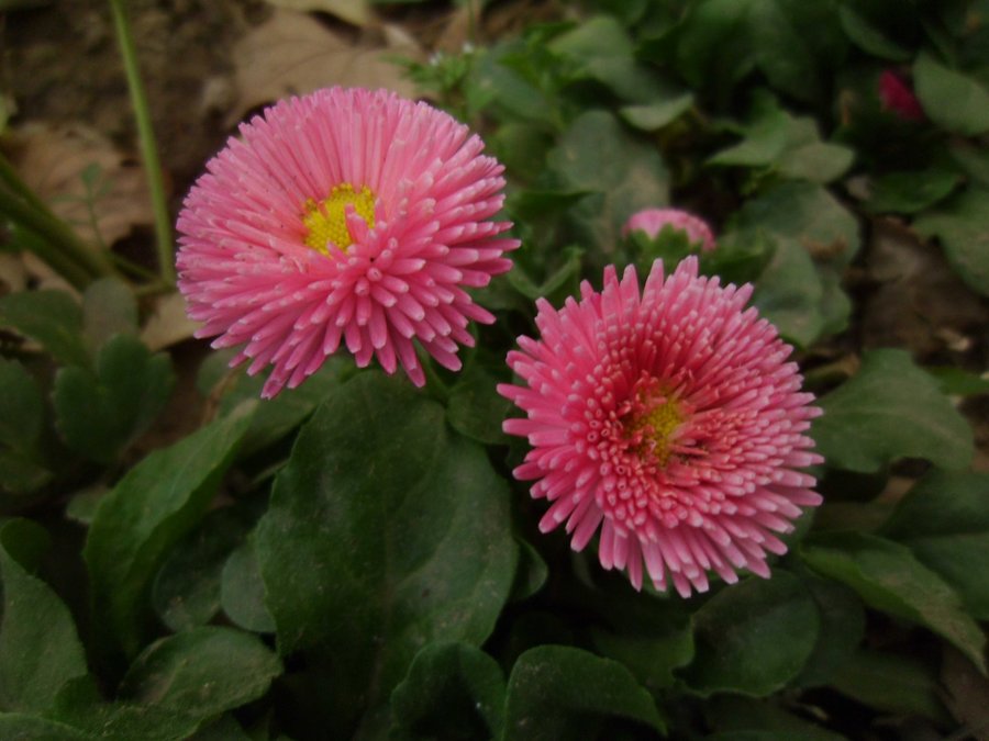 SANY0302.JPG