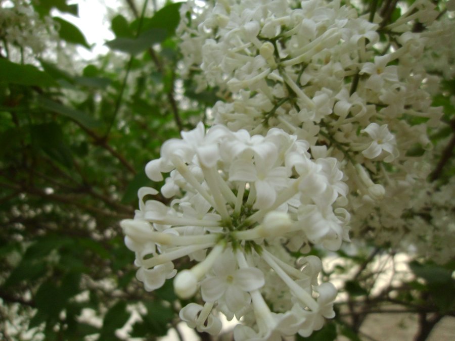 SANY0305.JPG