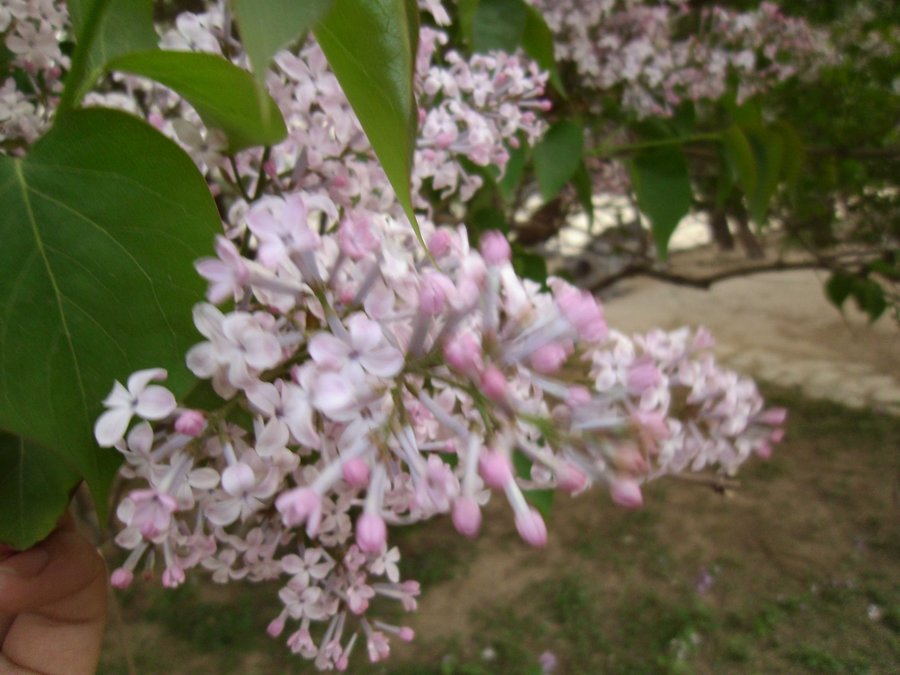 SANY0306.JPG