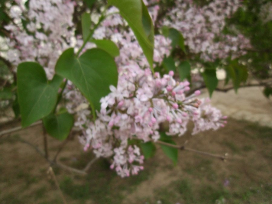 SANY0307.JPG