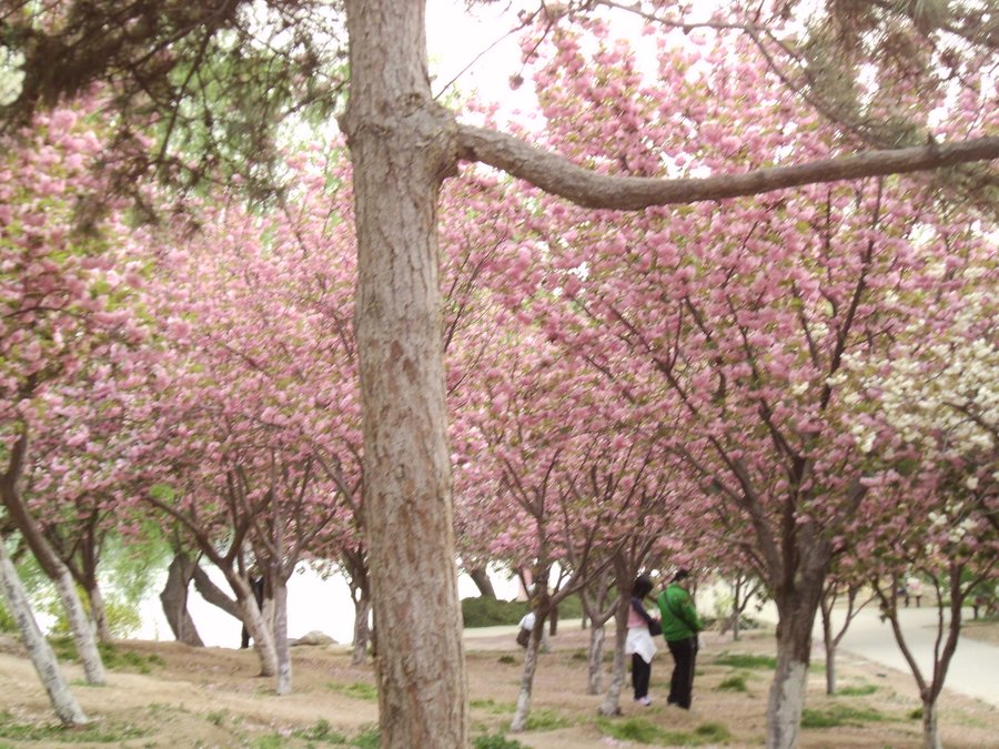 SANY0309.JPG