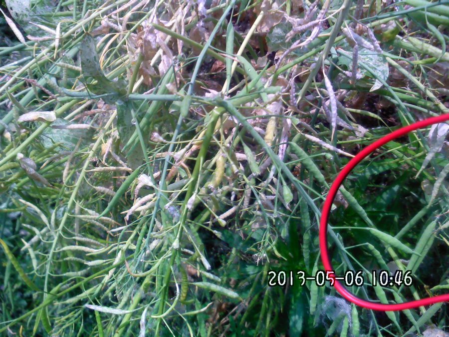 2013585.jpg