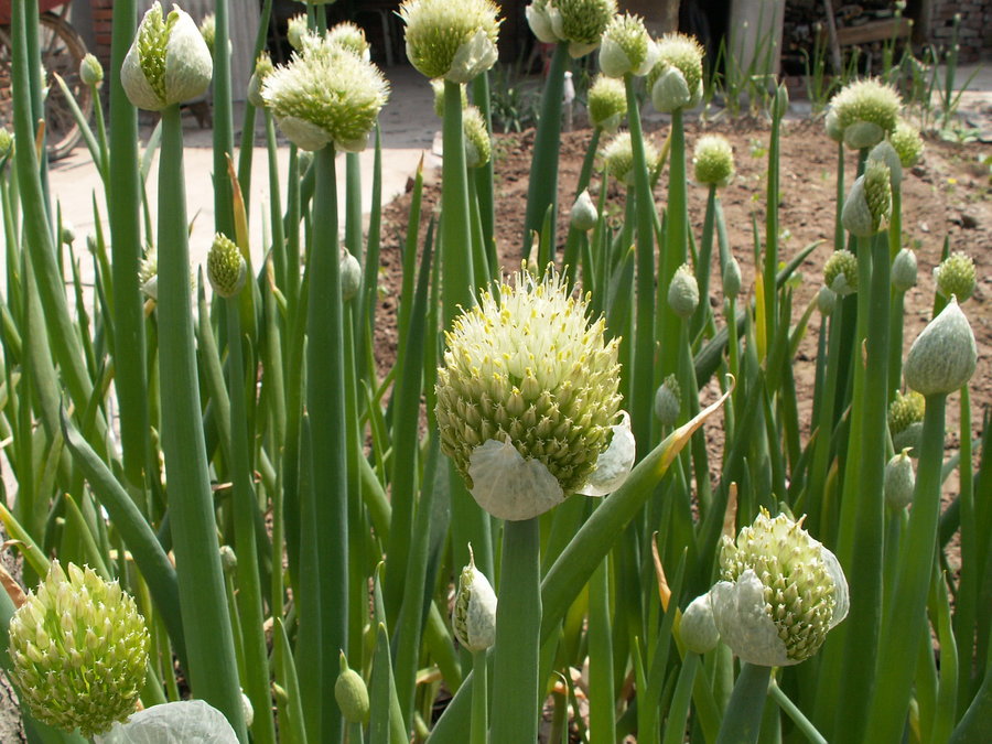 PICT1055.JPG