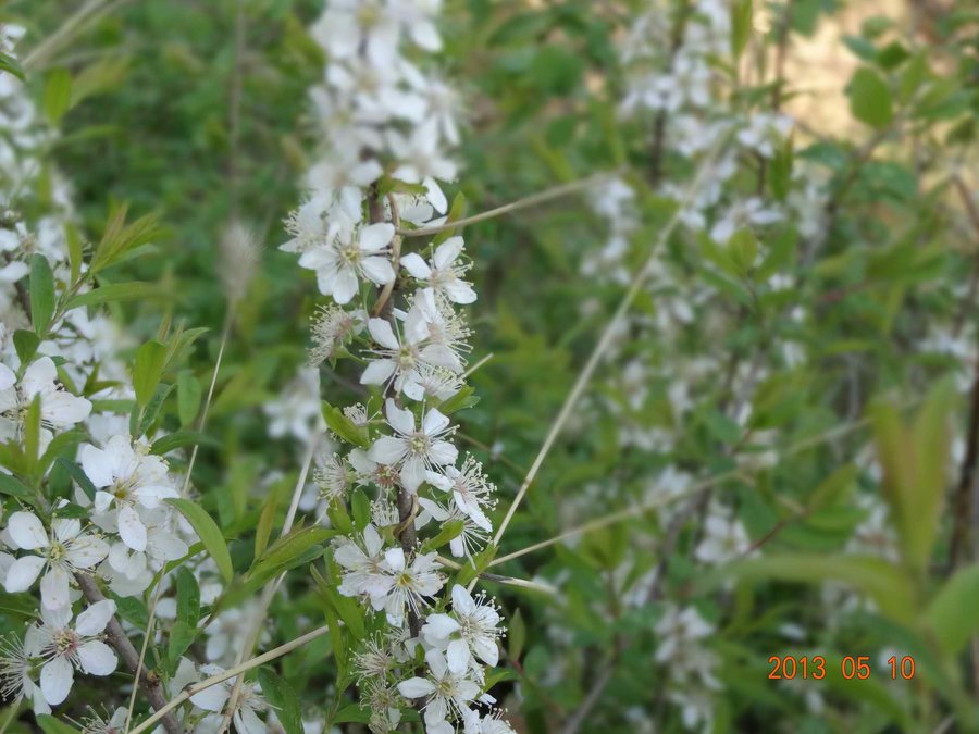 DSC00530.jpg