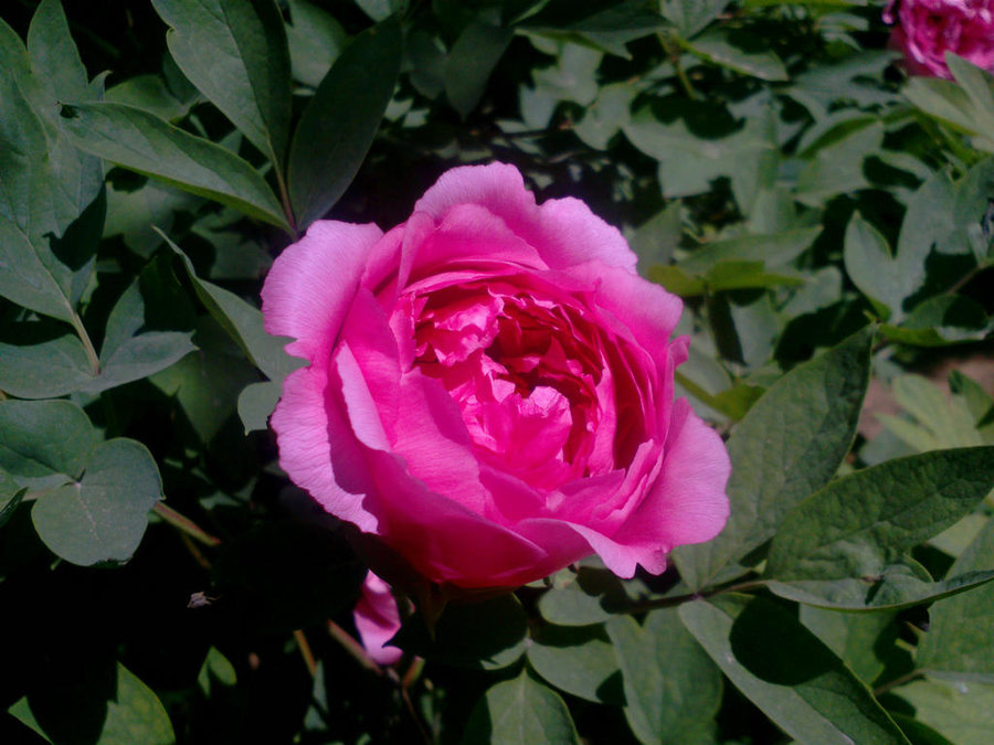 CAM00163.jpg