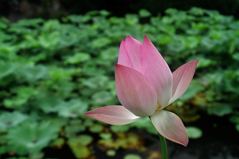 DSC02338.0.jpg