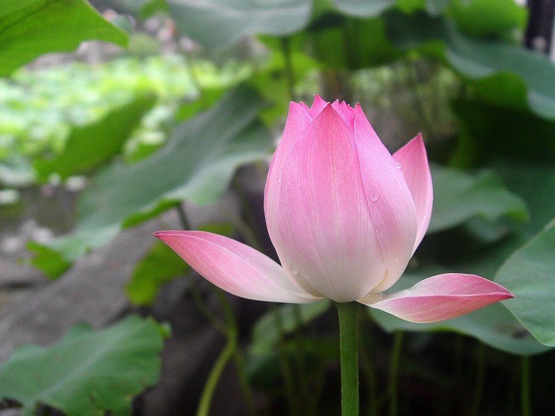 DSC02371.0.jpg