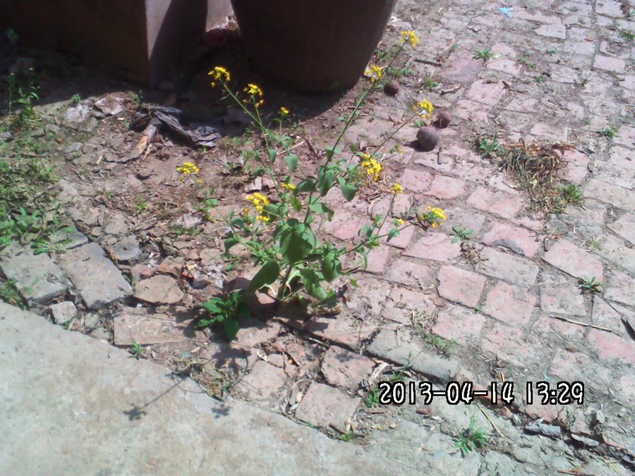 2013227.jpg