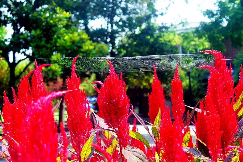 DSC02517.0.jpg
