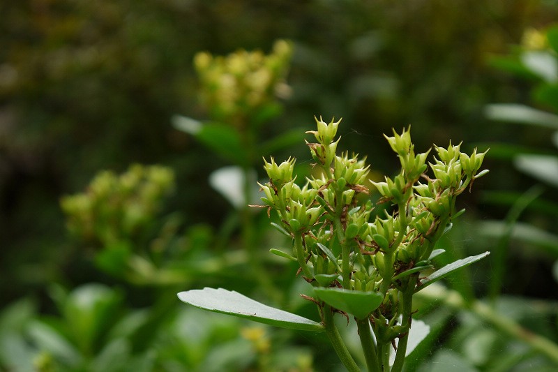 P1000316.0.jpg