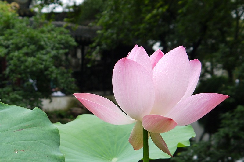 P1000369.0.jpg