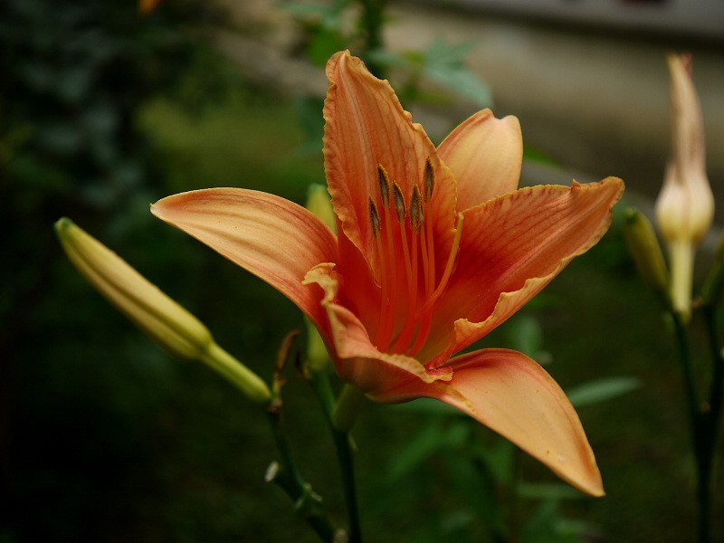 P1000686.0.jpg