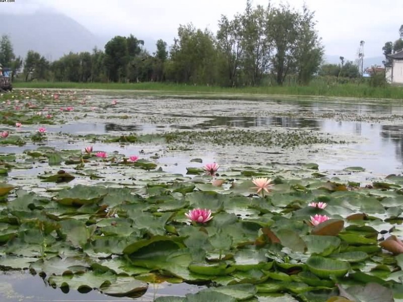 大理西湖荷花1.JPG