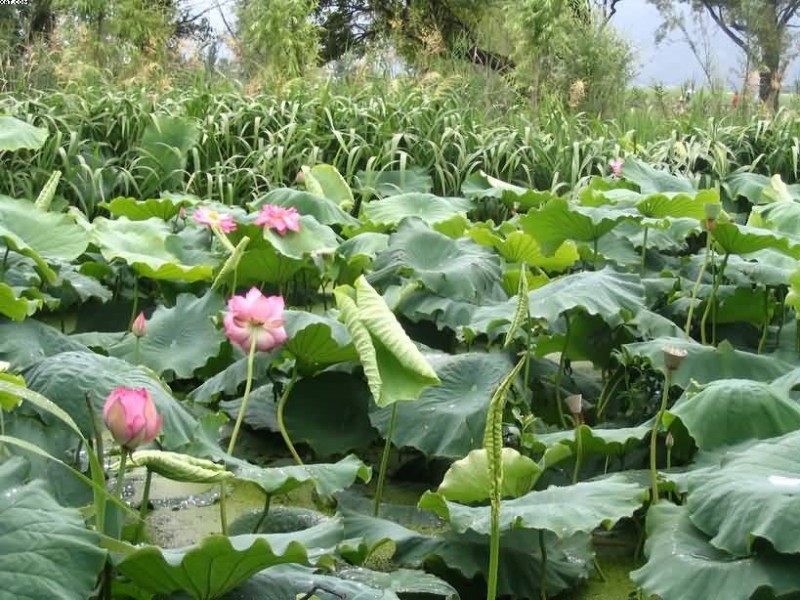 大理西湖荷花2.JPG