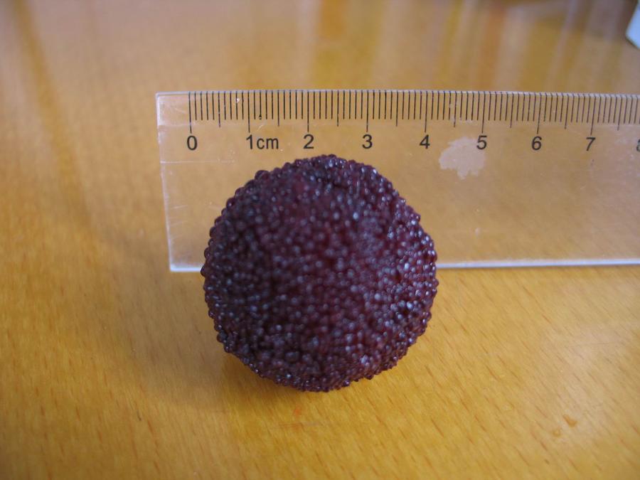 大的还真接近４cm