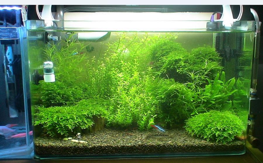 去年照的，现在的草更多了。