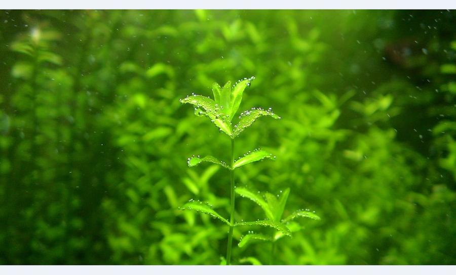 水草上的泡泡是小草放出的氧气。