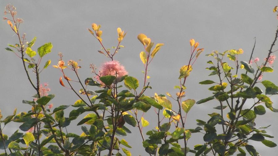 DSCF2441.JPG