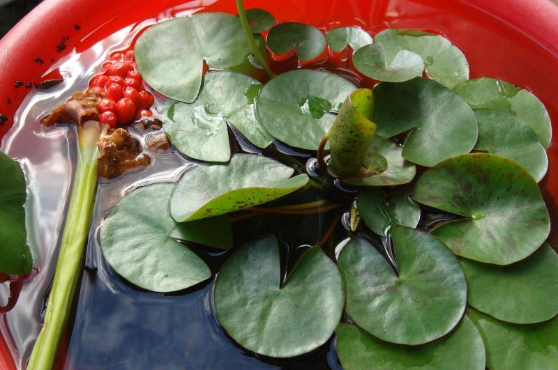 睡莲 滴水观音.jpg
