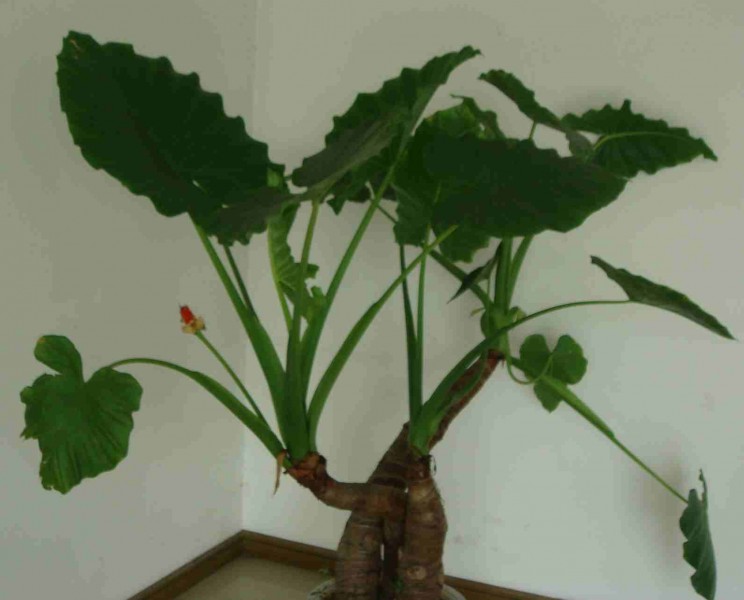 滴水观音 植株.jpg