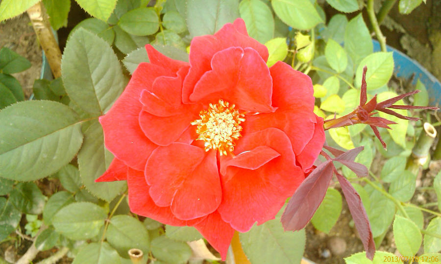 IMAGE_143.jpg