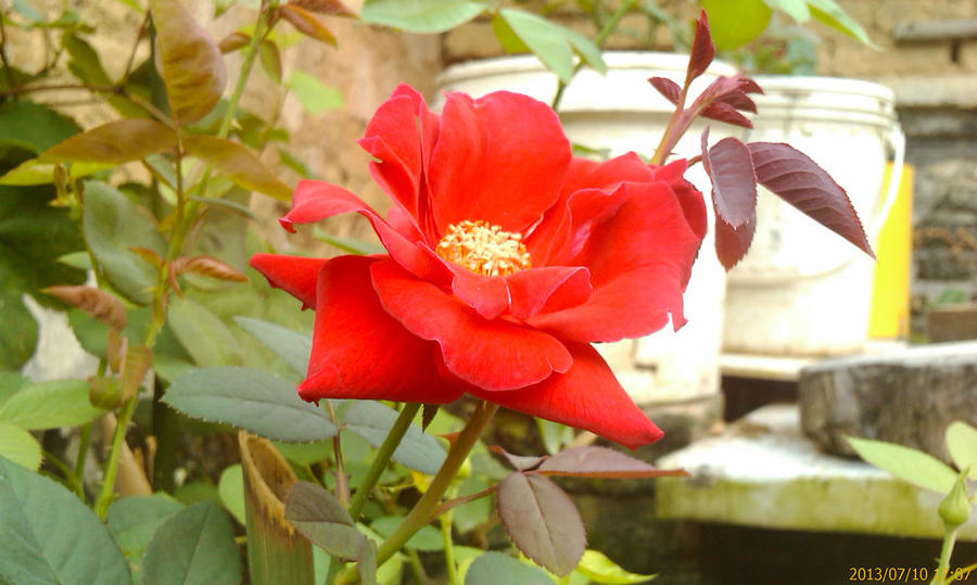 IMAGE_144.jpg
