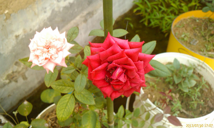 IMAGE_146.jpg