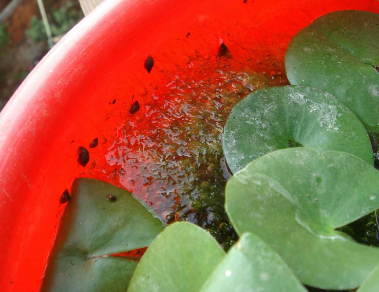 睡莲·滋生动植物！.jpg