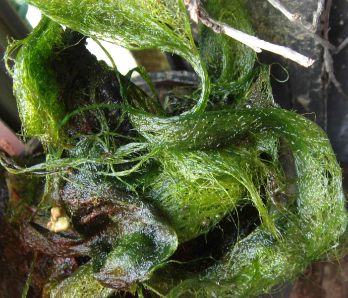 睡莲·捞出的植物！.jpg
