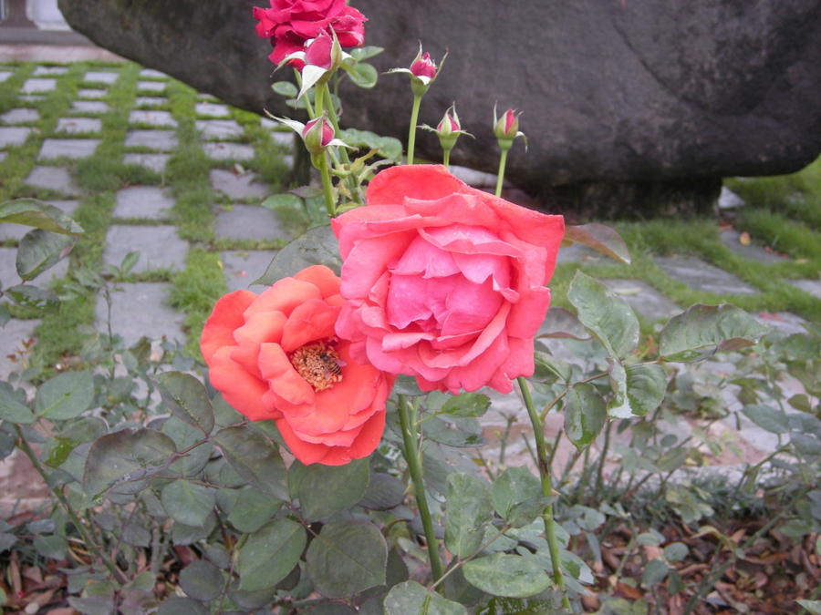06.jpg
