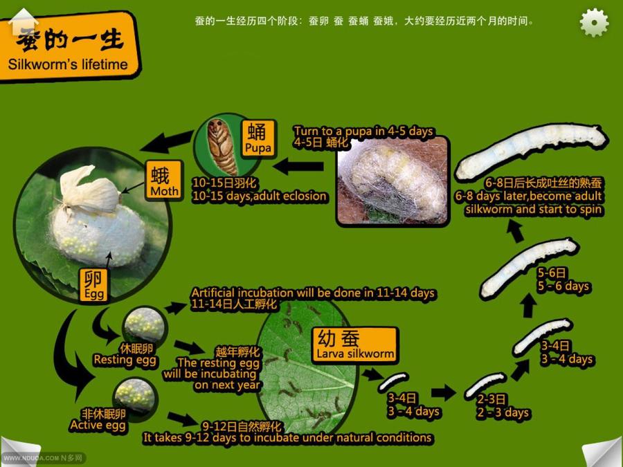 蚕的一生.jpg