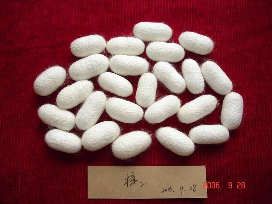家蚕茧1.jpg
