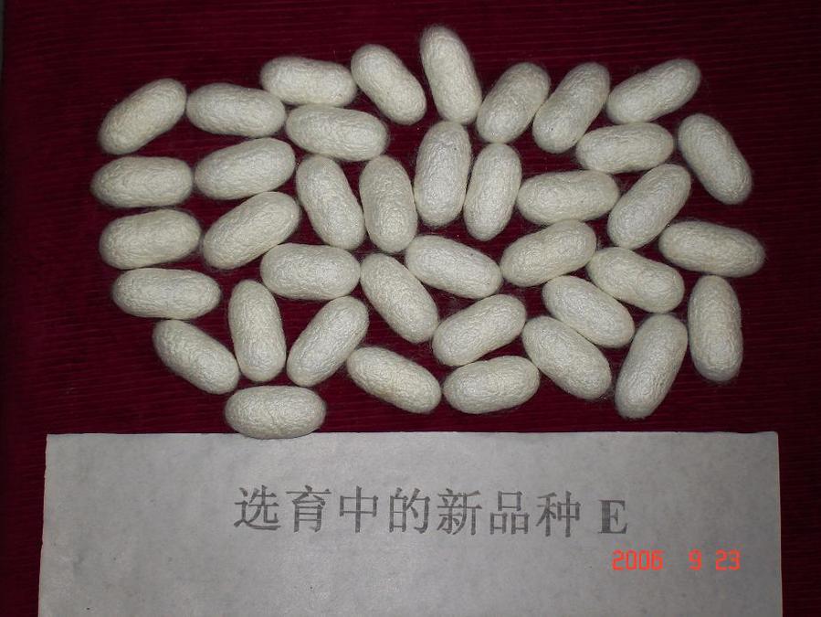 山茧.jpg