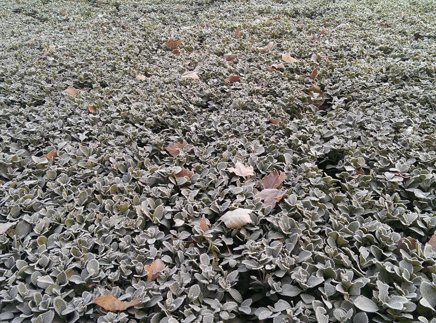 IMAG0111.jpg