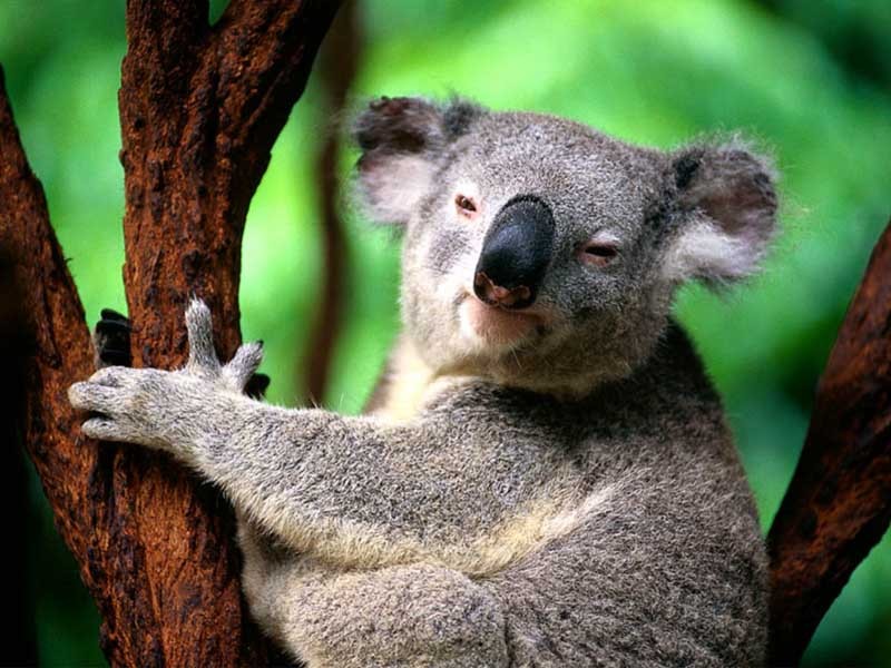 cutekoala.jpg