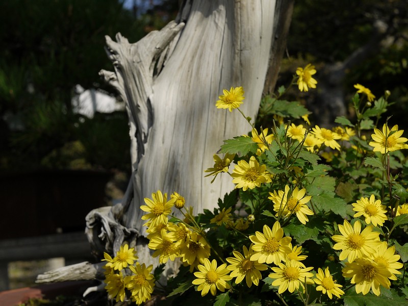 P1160137.1.jpg