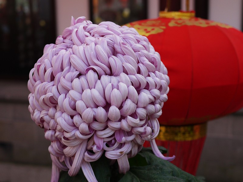 P1150641.1.jpg