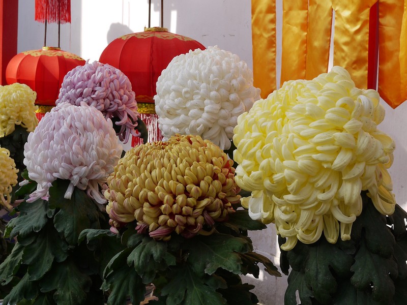 P1150753.1.jpg