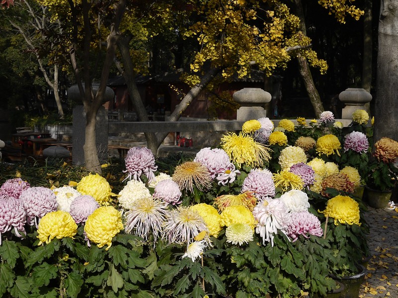 P1150854.1.jpg