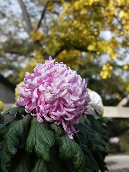 P1150888.1.jpg