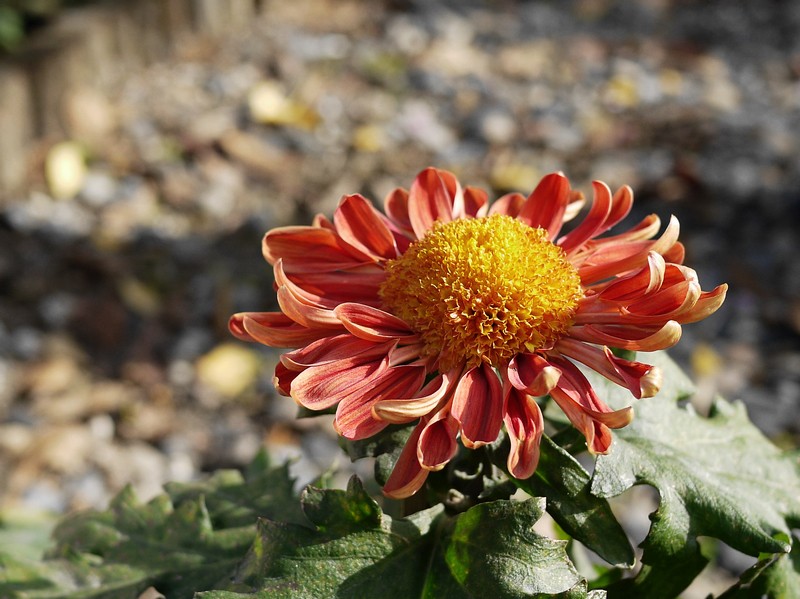 P1150910.1.jpg
