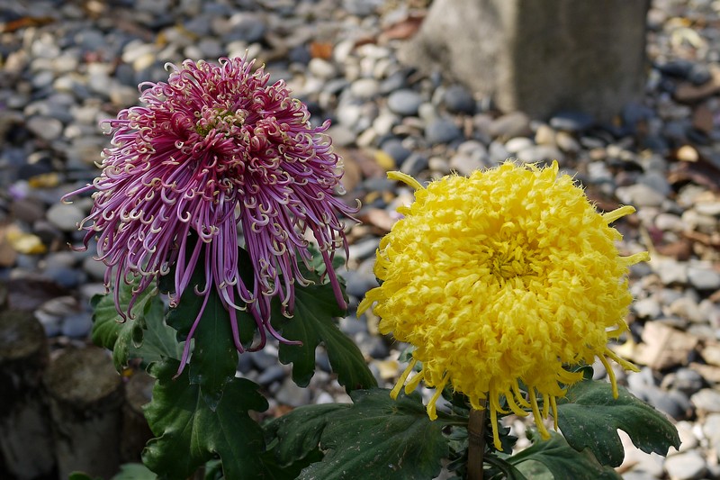 P1150925.1.jpg