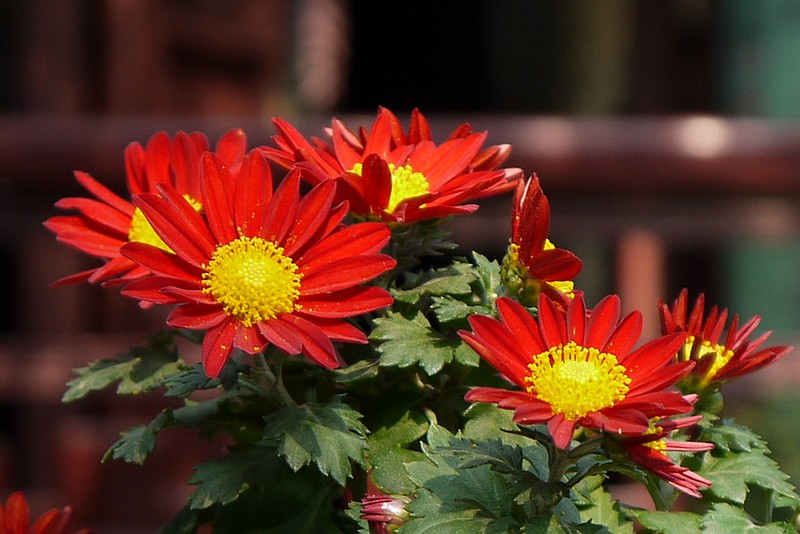 复件 P1130283.1.jpg