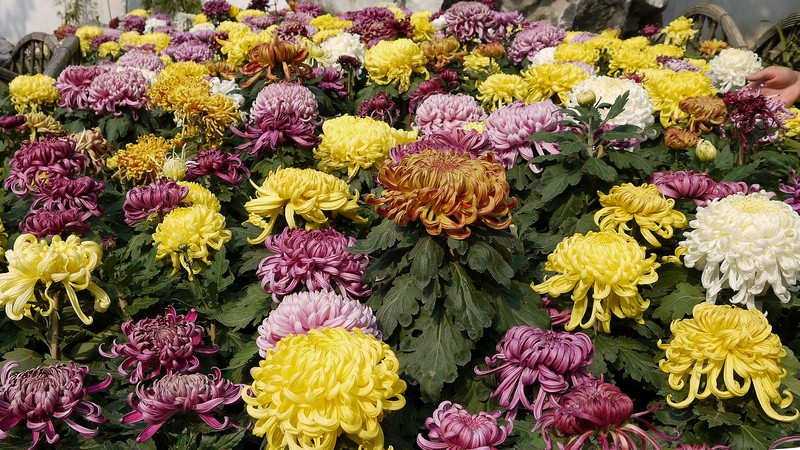 复件 P1130406.1.jpg