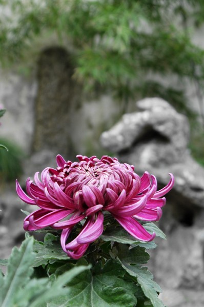 复件 P1130374.1.jpg