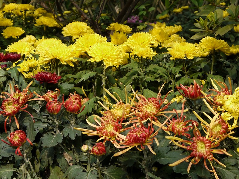 复件 P1150111.1.jpg